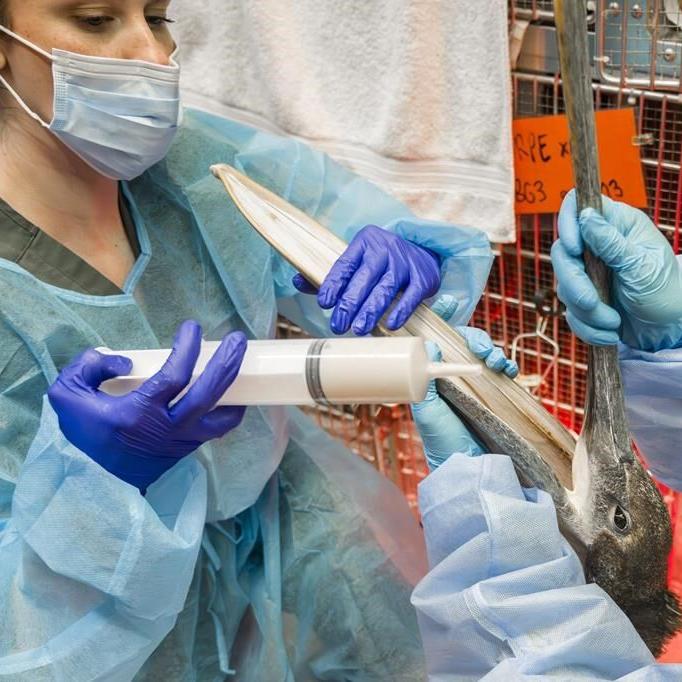 Scores of starving and sick pelicans are found along the California coast